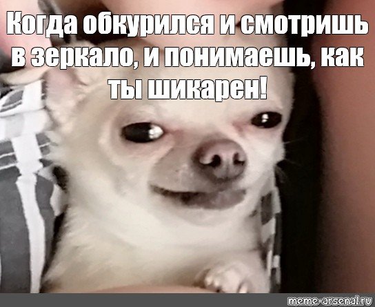 Чихуахуа мемы