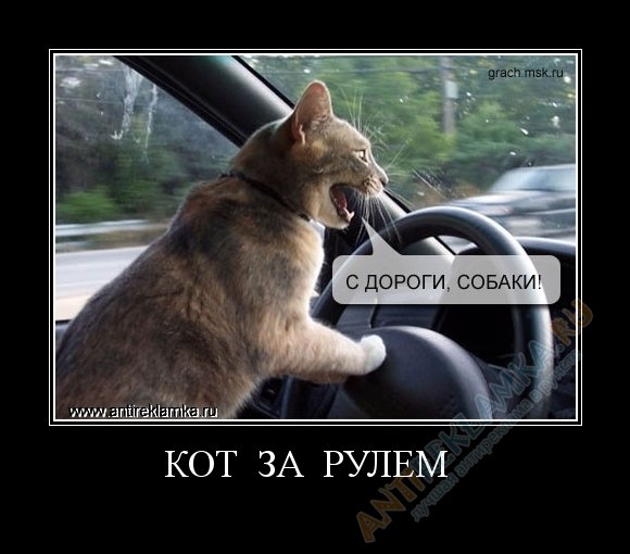 Котейка за рулем