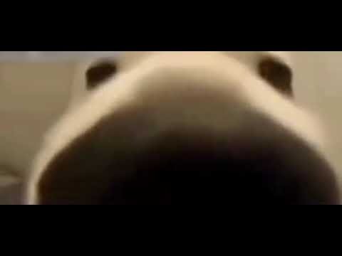 Собака тычет носом в камеру