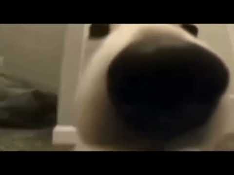 Собака нюхает камеру