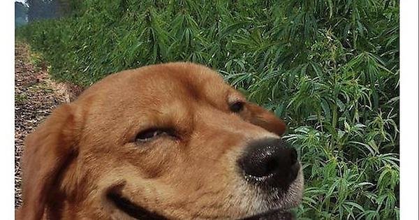 Собака улыбается