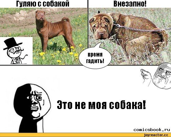 Собака Мем