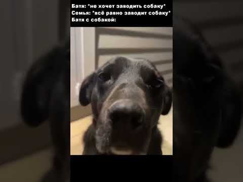 Озвучка собаки