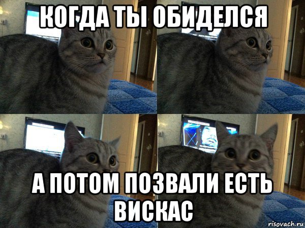 Котик Мем