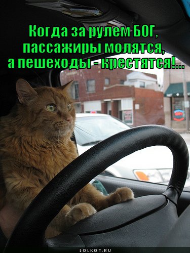 Смешные котики за рулем