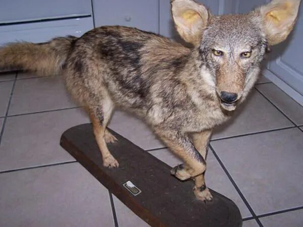 Чучело волка