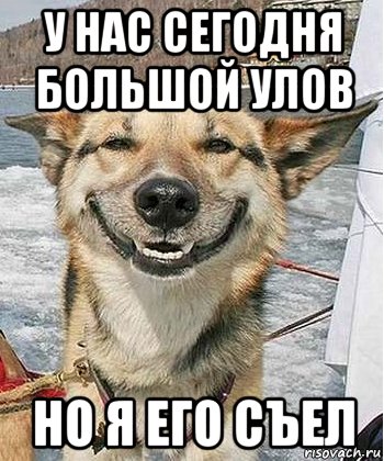 Довольная собака Мем