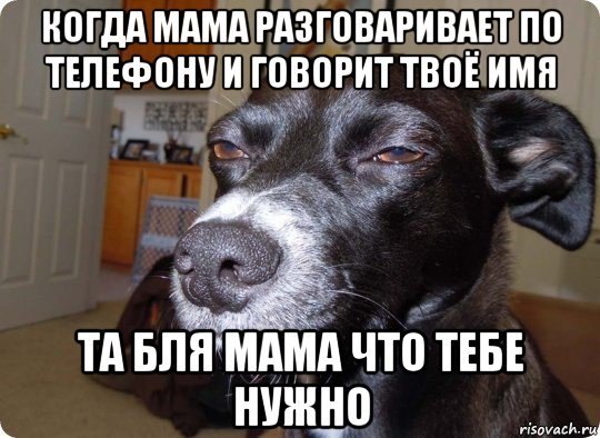 Собака подозревака Мем оригинал