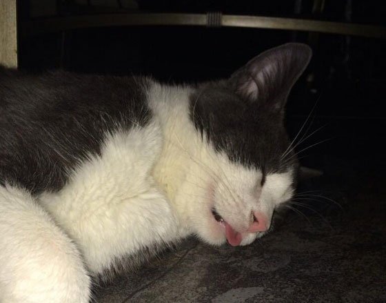 Кот в Отрубе