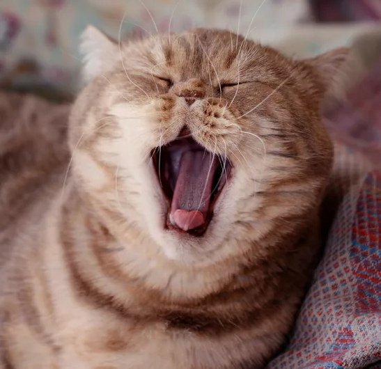 Доброе утро зевает