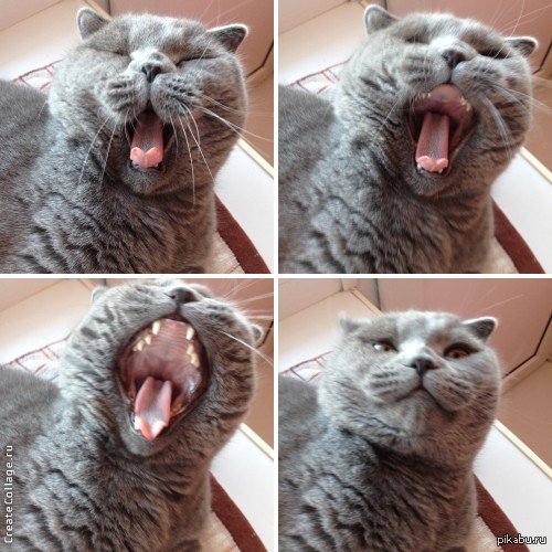 Кот зевнул Мем