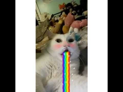 Кот тошнит мемы