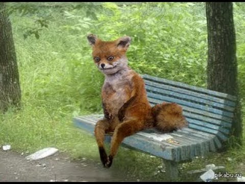 Лиса на лавке