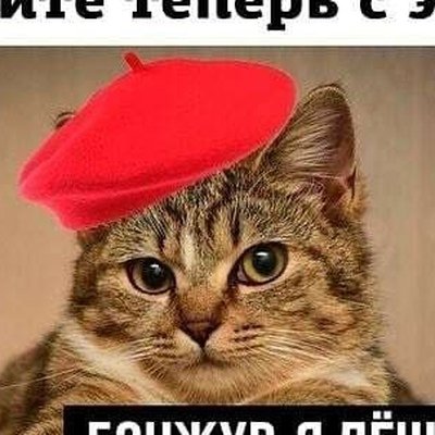 Бонжур я Леша кот