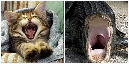 Толстый кот зевает