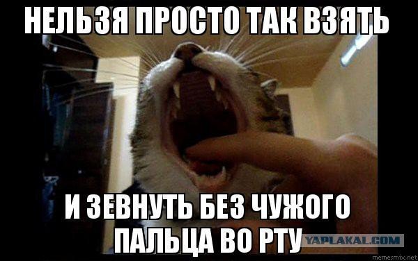 Палец в рот зевающему коту