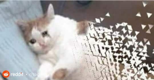 Котик кричит аааа