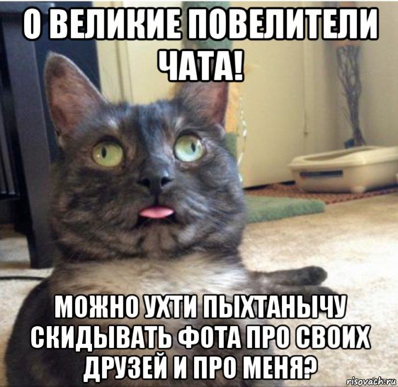 Котики мемы с ошибками