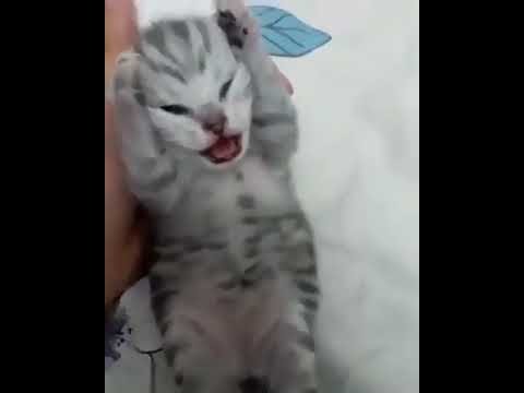 Котенок закрыл уши и кричит Мем