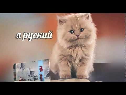 Мем я русский котенок