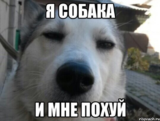 Я пес Мем