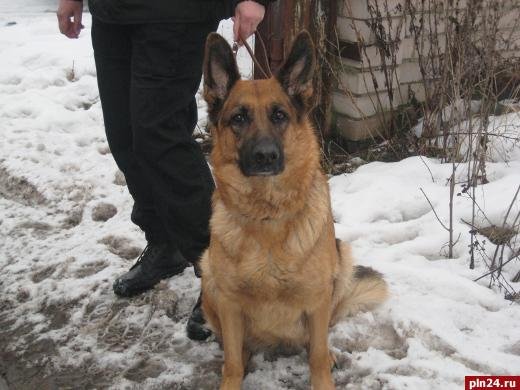 Собака Варя