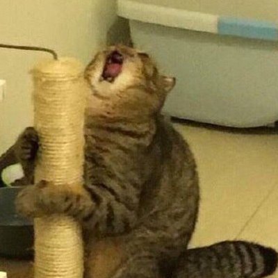 Кот с когтеточкой орет Мем