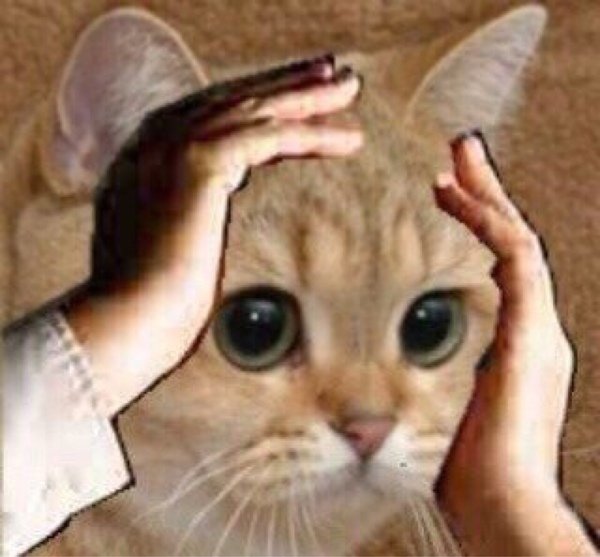 Кот держится за голову