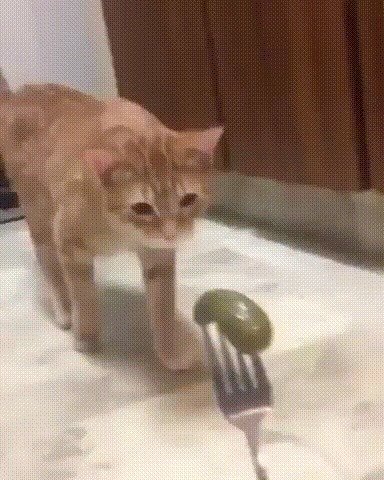 Кошку тошнит гиф