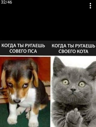 Кот и собака мемы
