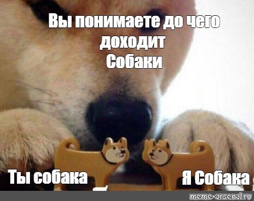 Ты собака я собака ты собака я собака