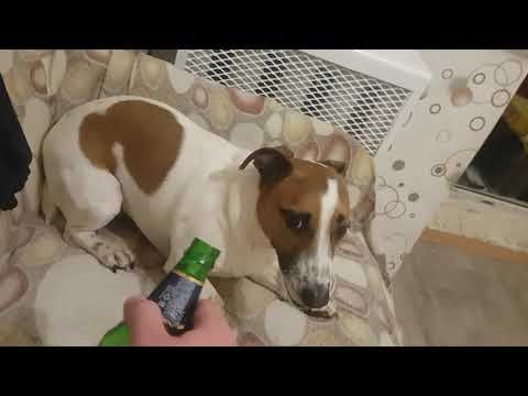 Джек Рассел и кега