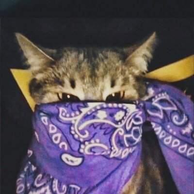 Кот в бандане