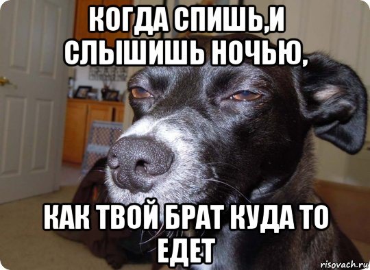 Мемы с собаками