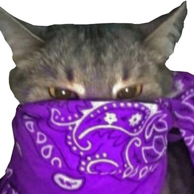 Кот в фиолетовой бандане