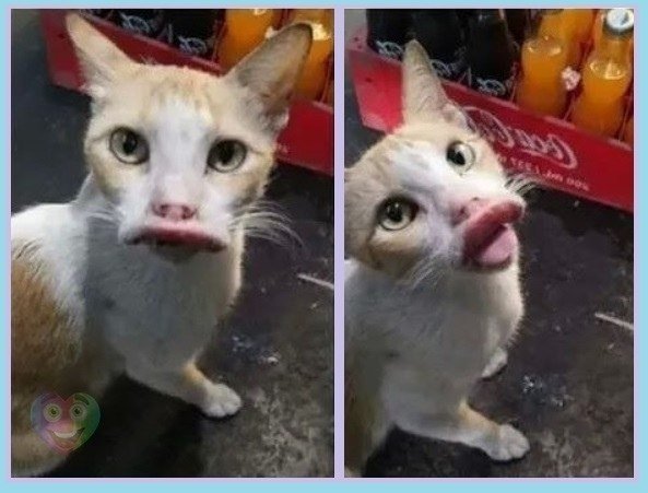 Коты которых ужалила пчела