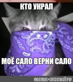 Кот с банданой на лице