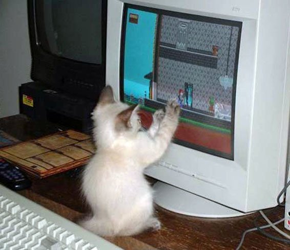 Коты за компом