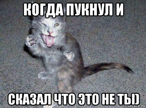 Батя и кот Мем