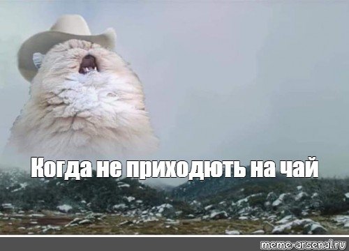 Толстый кот кричит