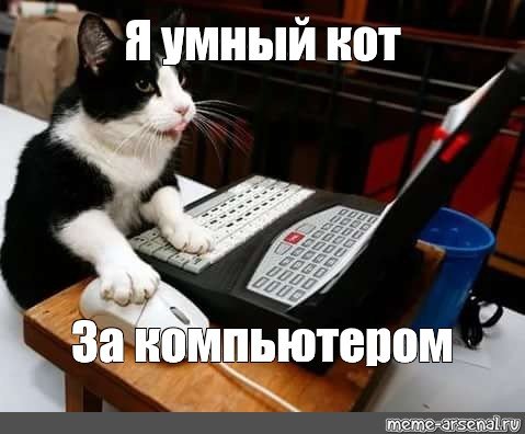 Коты за компьютером мемы