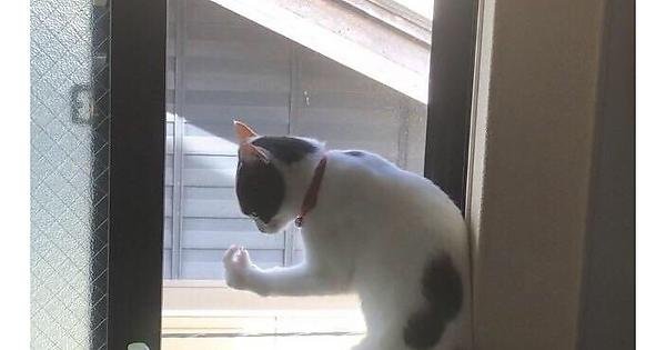 Кот итальянец