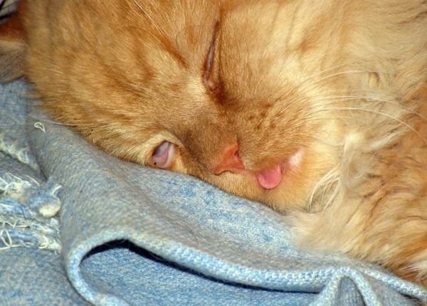 Котенок проснулся