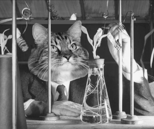 Коты химики