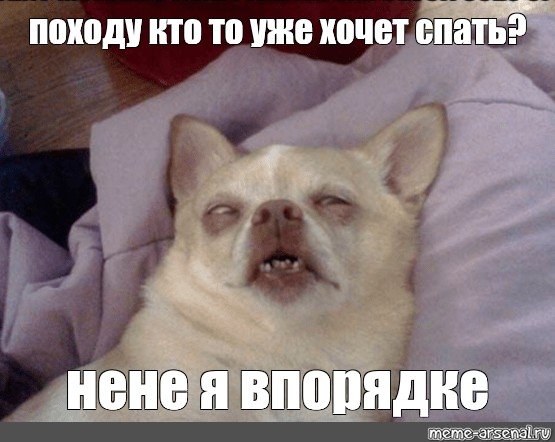 Сонная чихуахуа Мем