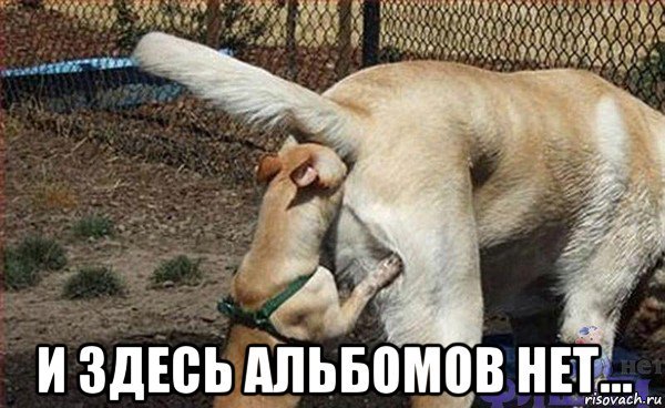 Собака наебака