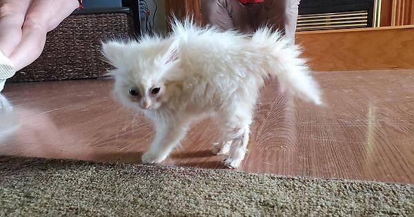 Взлохмаченный кот