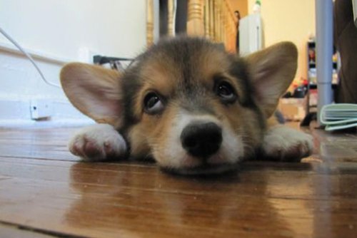 Собака с закатанными глазами