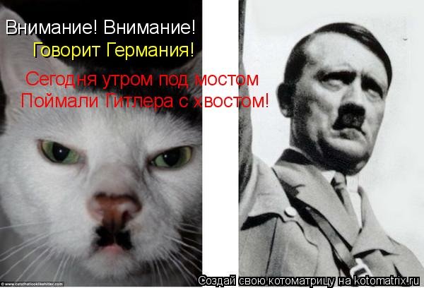 Кот Гитлер
