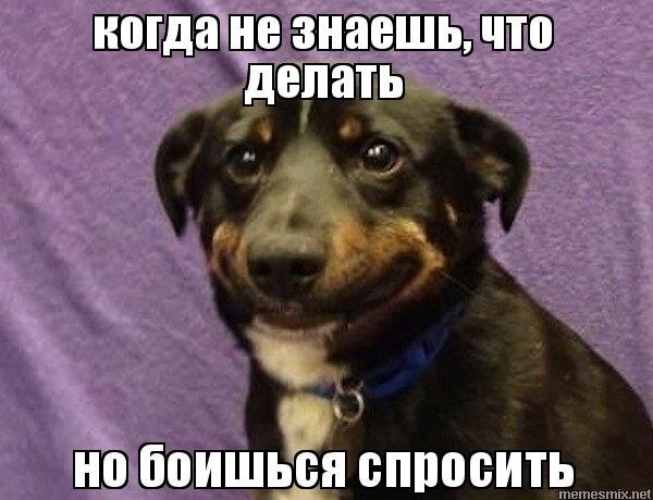 Собака что здесь происходит